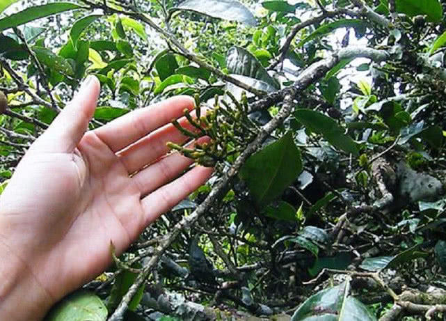 Cây càng cua sau khi được sấy khô có thể được sử dụng để làm thuốc.