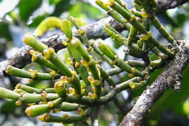 Sở dĩ được gọi là cây càng cua là bởi vì hình dạng của chúng giống với càng cua.