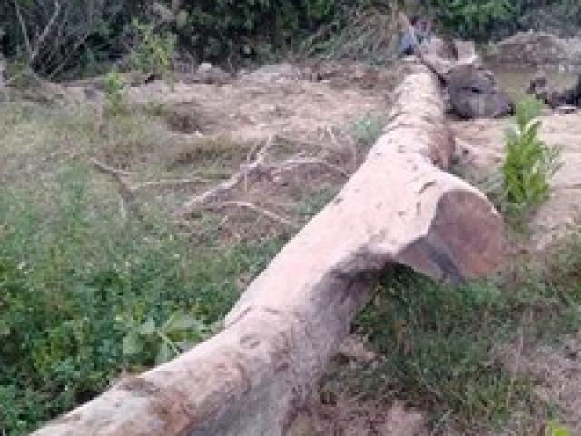 Tin tức trong ngày - Nóng 24h qua: Mò ốc phát hiện cây gỗ quý kích thước "khủng"