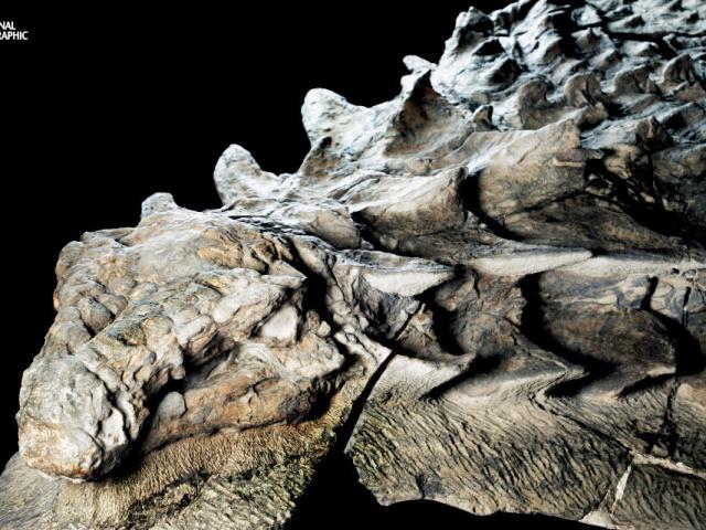 ”Xác ướp khủng long” 110 triệu năm gần nguyên vẹn như lúc còn sống