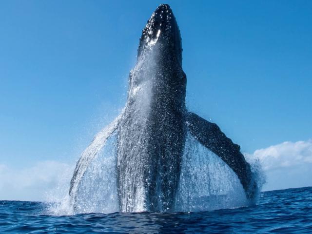 Media - Khoảnh khắc cá voi lao lên mặt nước ngay sát con thuyền