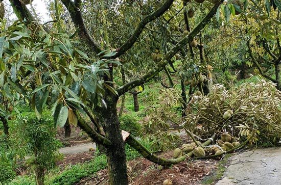 Một cây sầu riêng bị gãy cành, rụng trái.