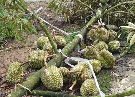 Một nhánh sầu riêng chi chít quả bị gãy.