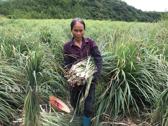 Bà Bùi Thị Nủi, xóm Măng, xã HưngThi lên nương thu hoạch sả.