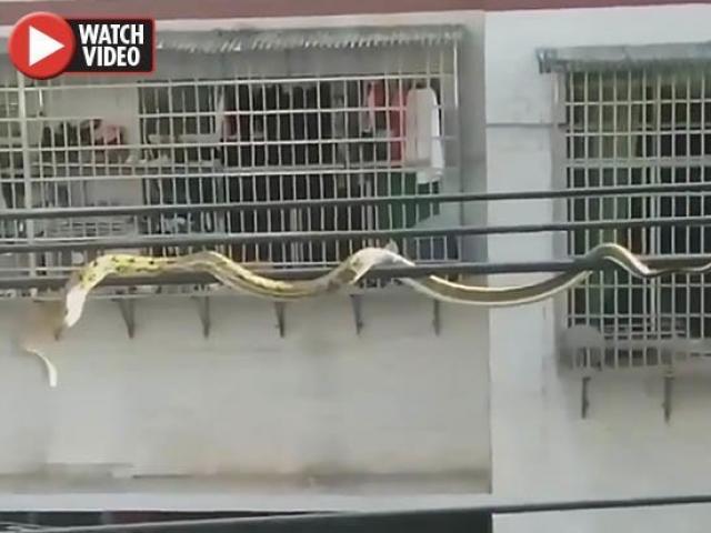 Phi thường - kỳ quặc - Rắn khổng lồ treo lơ lửng trên dây điện sát nhà dân ở TQ