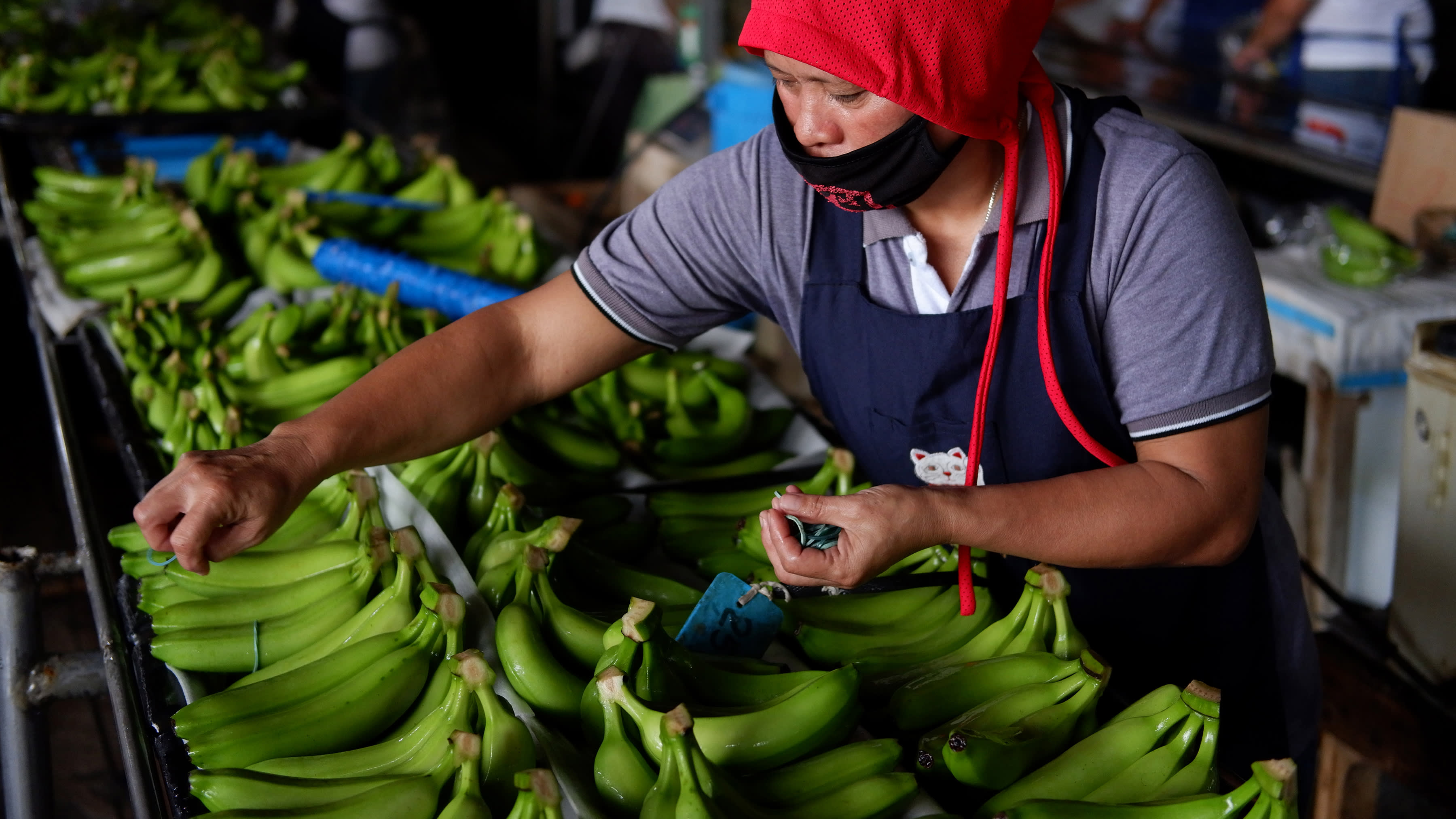 Ngành công nghiệp chuối ở Philippines được hưởng lời từ việc Trung Quốc tăng nhu cầu nhập khẩu.