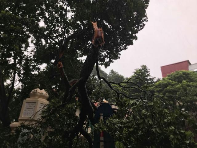 Tin tức trong ngày - Bão số 3 độ bổ đất liền, Hà Nội gió lớn quật cây cối ngổn ngang