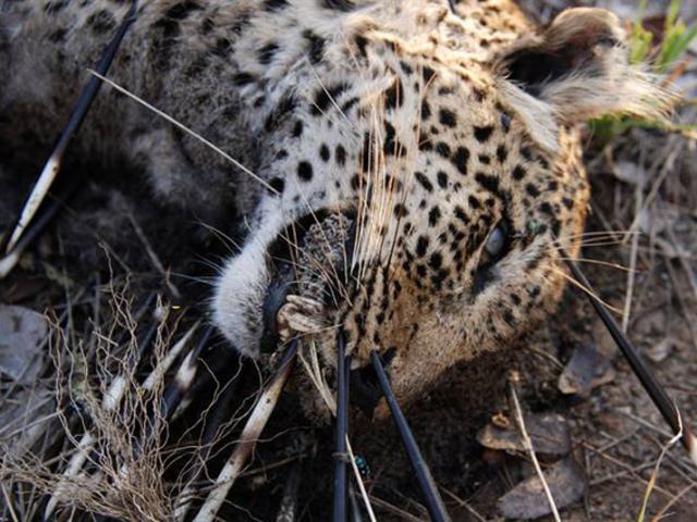 Media - Cảnh tượng báo đốm chịu nhục với con mồi "mang bộ giáp" kiên cố