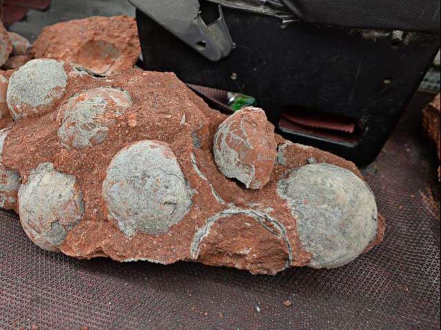 Cậu bé 9 tuổi phát hiện ổ trứng khủng long hóa thạch