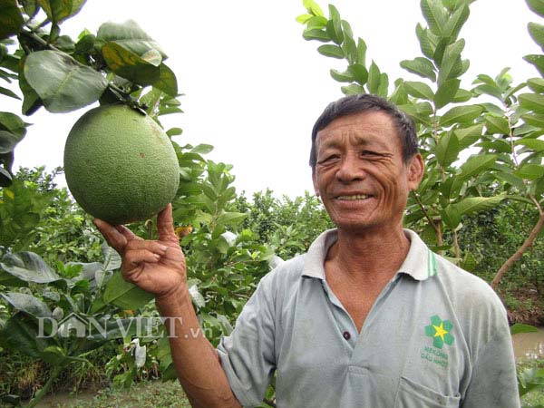 Bên cạnh nguồn thu từ ổi lê, bắt đầu từ năm nay, ông Tranh có thêm nguồn thu từ bưởi da xanh trồng xen với ổi.
