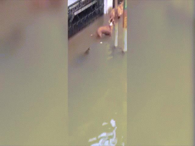 Thế giới - Video: Cá sấu "xâm chiếm" đường phố Ấn Độ, trồi lên tung đòn tấn công chó