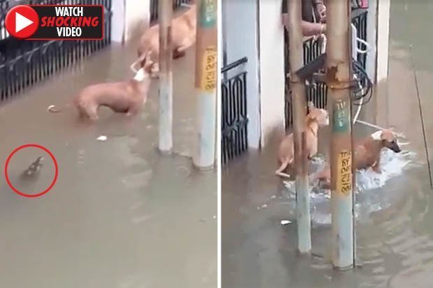 Cá sấu rình mò phía sau mà hai con chó không hề biết.