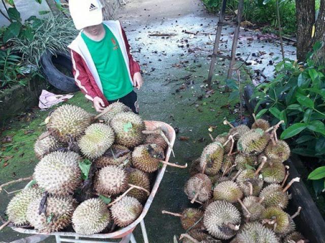 Thị trường - Tiêu dùng - Ảnh hưởng bão số 3: Sầu riêng rụng trăm tấn, cây đổ gục