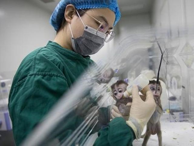 Thế giới - Mẫu vật khỉ lai người đầu tiên ở Trung Quốc và mối lo đạo đức