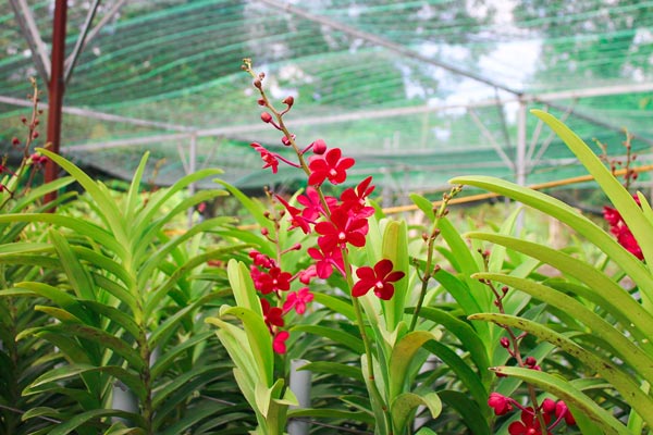 Loài lan kiêu sa nơi núi rừng Đà Nẵng cho thu nhập 30 triệu/tháng - 2