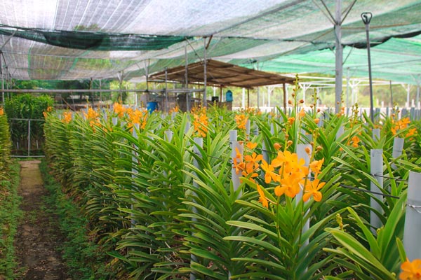 Loài lan kiêu sa nơi núi rừng Đà Nẵng cho thu nhập 30 triệu/tháng - 3