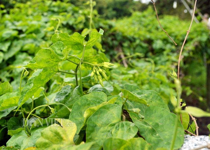 Hơn 200 dây thiên lý giúp ông Sử thu về hơn 100 triệu/năm. Ảnh: Chúc Ly.