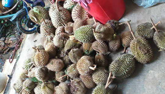Sầu riêng của người dân đa số bị rụng trước ngày thu hoạch khoảng 1 tháng.