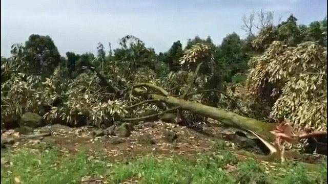 Những gốc sầu riêng hàng chục năm tuổi bị gió quật đổ.