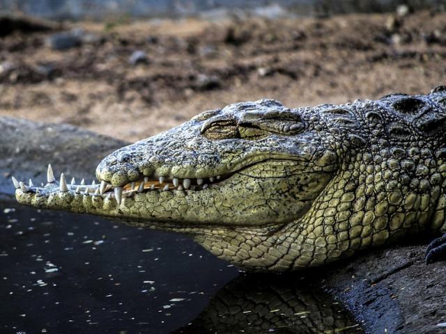 Media - Cá sấu hoang dã tung hoành khu dân cư khiến người dân hoảng sợ