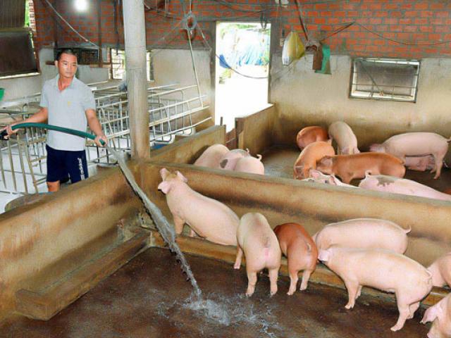 Thị trường - Tiêu dùng - Giá heo hơi hôm nay 5/8: Bắc - Nam rủ nhau tăng 3-4 giá, hết heo to