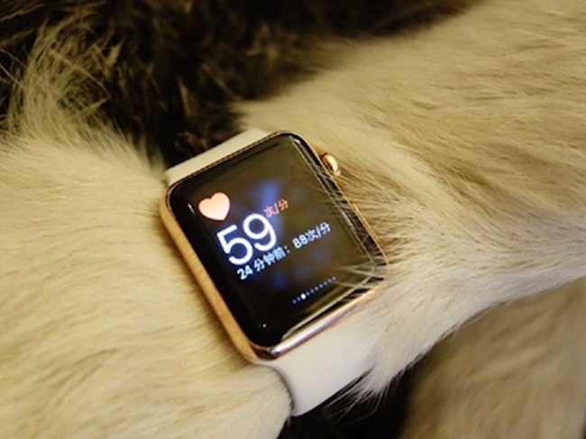 Năm 2015, Wang Si Cong từng gây xôn xao với việc đeo đồng hồ thông minh Apple Watch cho cún cứng.
