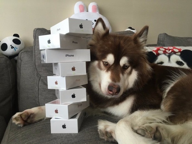 Tiếp đó, năm 2016, anh lại gây "bão" khi đăng hình ảnh mua cho cún cưng của mình 8 chiếc iPhone 7