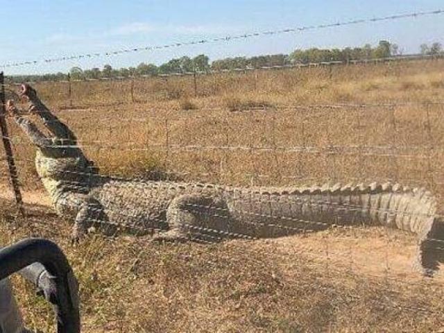 Thế giới - Úc: Choáng khi cá sấu dài 5 mét miệng đầy máu "đòi" vào vườn