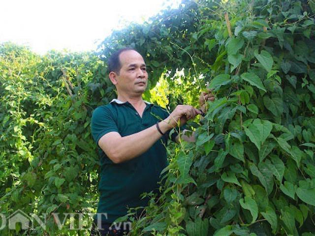 Gia Lai: Vườn dược liệu 10 tỷ đồng ”khổng lồ” ở vùng tiêu chết