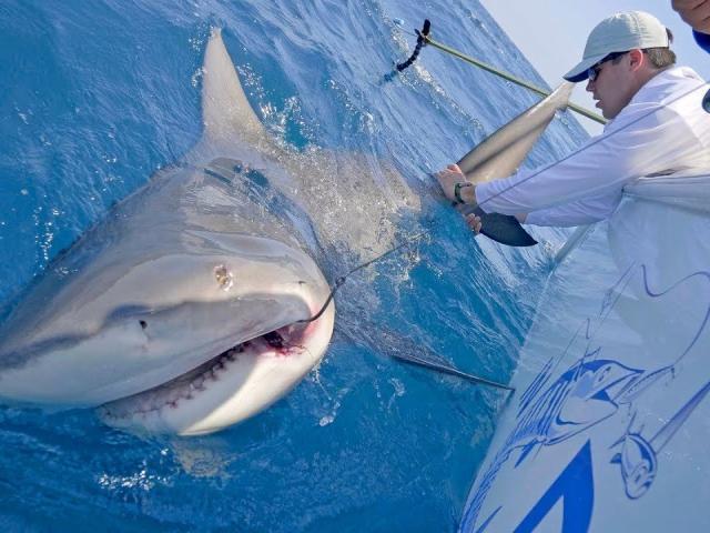 Phi thường - kỳ quặc - Cá mập bất ngờ "trả thù" ngư dân sau khi bị câu