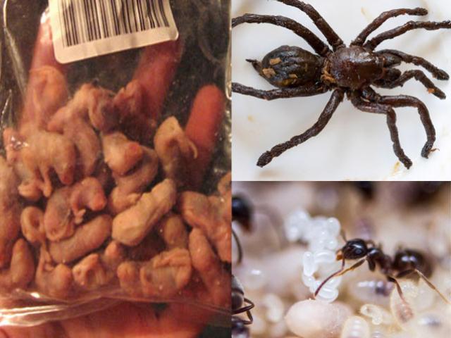 Ẩm thực - 10 món ăn kinh dị và nguy hiểm nhất hành tinh