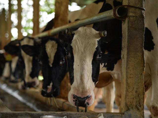 Thị trường - Tiêu dùng - Làm giàu ở nông thôn: Nuôi bò đỏm dáng, "bỏ túi" 100 triệu/tháng