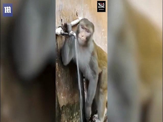 Phi thường - kỳ quặc - Khỉ uống nước và hành động nhỏ sau đó khiến nhiều người phải tự thấy xấu hổ