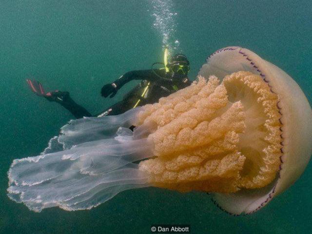 Phi thường - kỳ quặc - Vô tình phát hiện "quỷ biển" có kích thước lớn chưa từng thấy