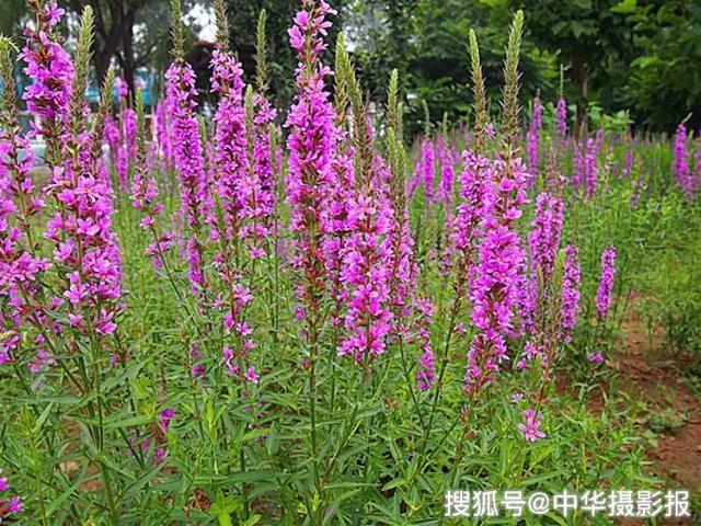 Cây châu chấu tía ở Trung Quốc