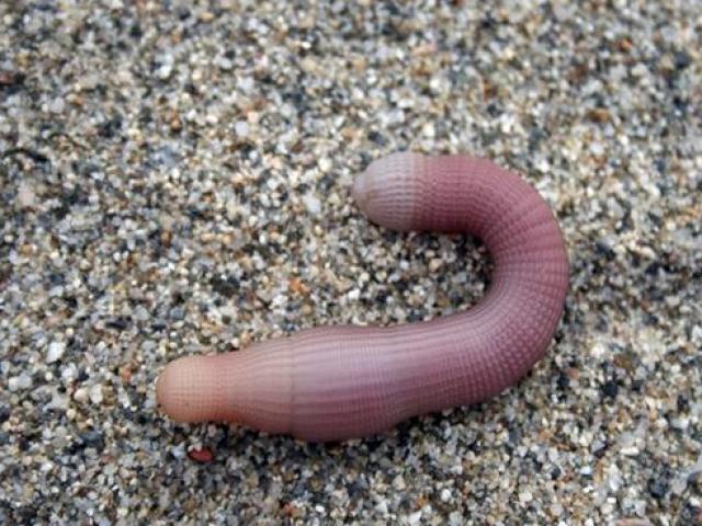 Thị trường - Tiêu dùng - Loài giun biển từng là cống vật dâng vua nay bán với giá hàng triệu đồng/kg