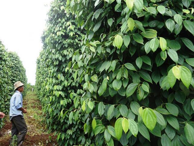 Pháp luật - Đi ăn cưới về phát hiện gia sản trăm triệu bị kẻ xấu phá tan tành