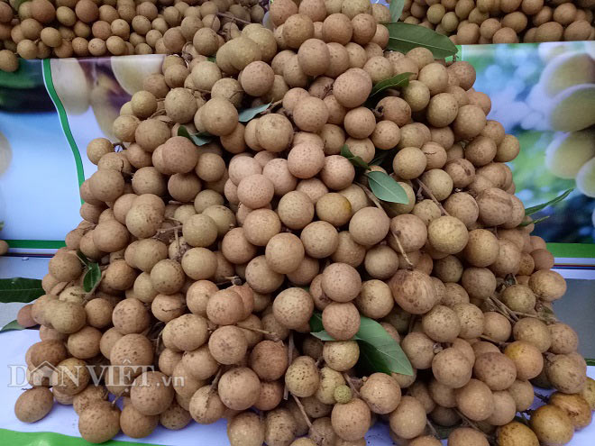 Đến nay, toàn huyện Sông Mã có tổng diện tích 6.736 ha nhãn, chủ yếu là giống nhãn chín muộn Hưng Yên (Miền Thiết), sản lượng ước đạt gần 30.000 tấn. Giá bán hiện nay trung bình từ 30.000 đồng đến 40.000 đồng/kg. Ước tính, vụ nhãn năm nay huyện Sông Mã sẽ thu về cả nghìn tỉ đồng. 