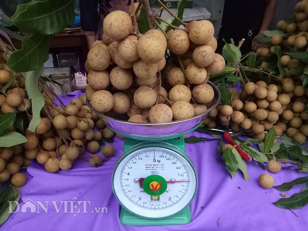 Trao đổi với chúng tôi, bà Lê Thị Yến, Chủ tịch UBND huyện Sông Mã, cho biết: Nhằm nâng cao năng suất, chất lượng sản phẩm nhãn, huyện Sông Mã đã chỉ đạo việc tổ chức chăm sóc quả, tăng cường kiểm tra, giám sát, hướng dẫn các hộ trồng nhãn sản xuất an toàn, đảm bảo tiêu chuẩn sản xuất VietGAP, GlobalGAP. Vì thế mà sản phẩm nhãn sản xuất ra bảo đảm an toàn, chất lượng đáp ứng yêu cầu người tiêu dùng.