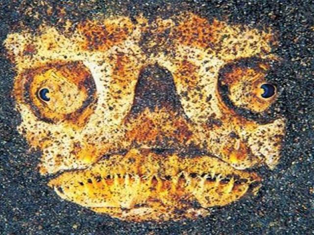 Media - Bí ẩn loài cá với hàm răng sắc nhọn chuyên "đánh lén" con mồi