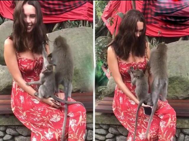 Bạn trẻ - Cuộc sống - Clip: Gái đẹp bối rối khi bị hai chú khỉ lao vào "sàm sỡ"