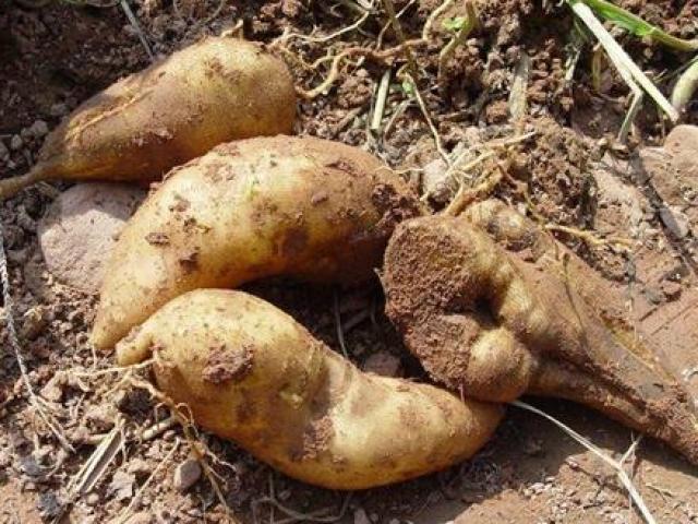 Thị trường - Tiêu dùng - Loại "sâm" rẻ như khoai lang được săn lùng vì quá nhiều công dụng