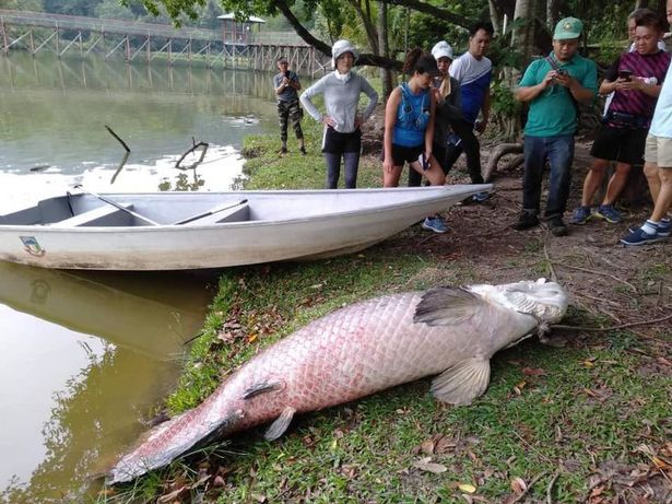 Con cá mới được phát hiện dài 2,4 mét và nặng 108kg.