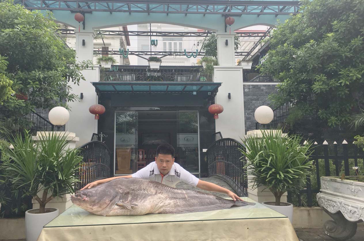 Con cá leo nặng 82kg xuất hiện ở miền đất Kinh Bắc