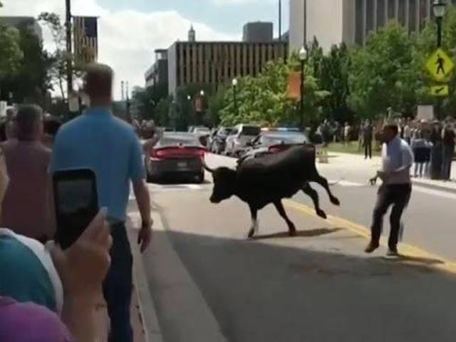 Media - Bò sừng dài bất ngờ tấn công phòng trưng bày nghệ thuật