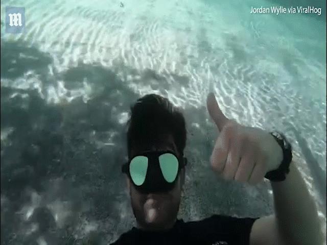 Phi thường - kỳ quặc - Cá sấu nổi trên mặt nước, người đàn ông liều lĩnh lặn xuống dưới quay video