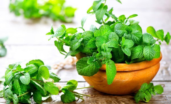 Bạc hà không chỉ là nguyên liệu nấu ăn mà còn giúp giải nhiệt, giảm cân