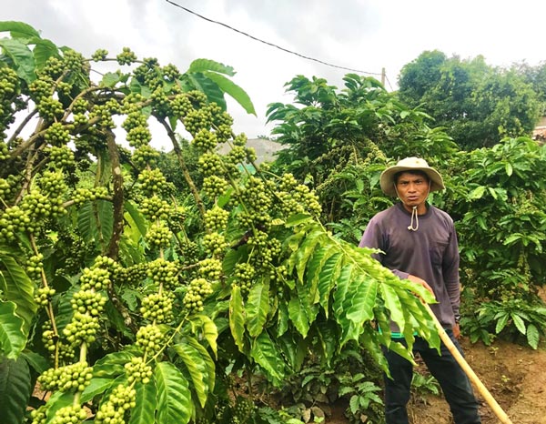 Với mô hình trồng cây công nghiệp, mỗi năm gia đình A Thi thu được 600 triệu đồng và giải quyết việc làm cho hàng chục lao động 