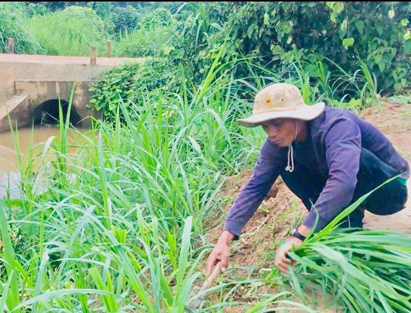 Cắt cỏ ném xuống ao, mỗi năm A Thi thu hoạch thêm 1,5 tấn cá các loại 