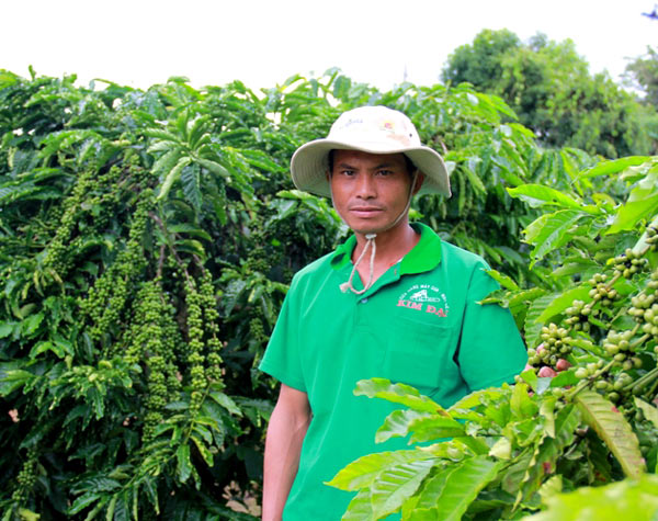 Nhờ chăm sóc đúng kỹ thuật nên vườn cà phê của A Thi chi chít quả, khác hẳn với những vườn cà phê khác trong vùng